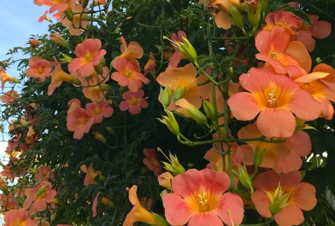 メニュー・料金