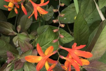 2025 Summer キャンペーン